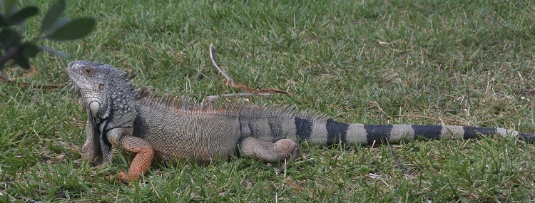 iguana